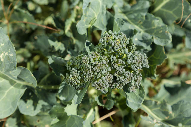 Spouting Broccoli