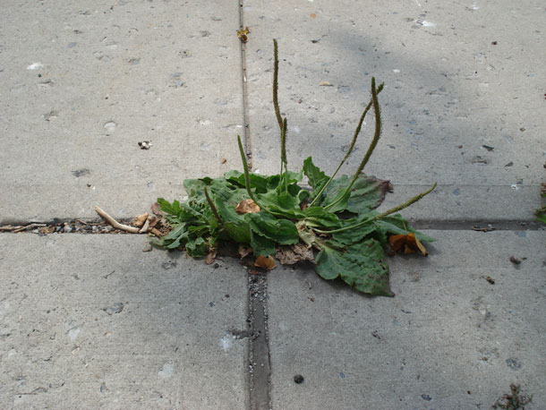 Plantain, a weed that cures?