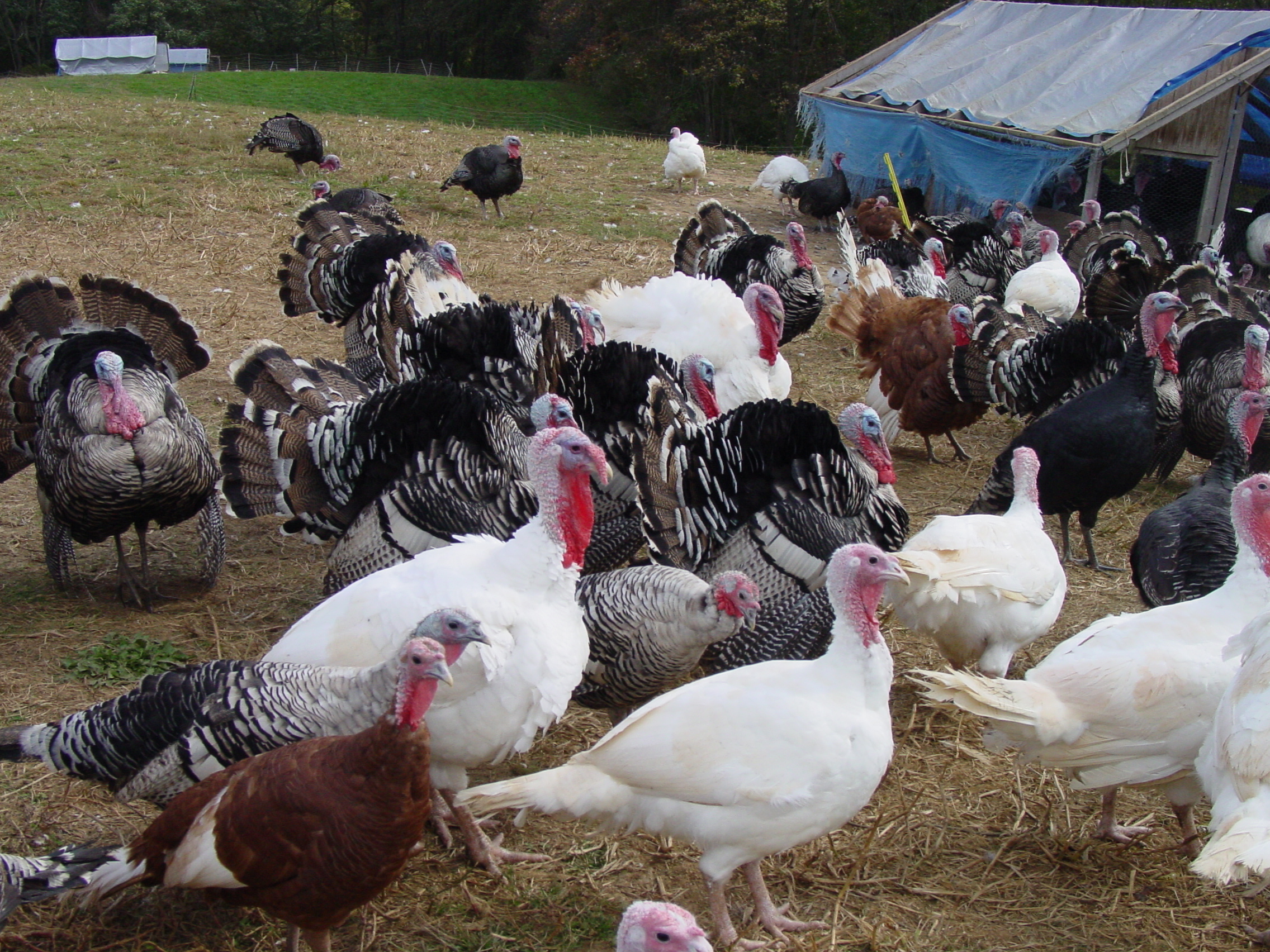 Talking Turkey: Conventional vs Organic