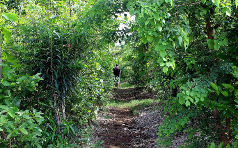Grow a Detoxing 100-Year-Old Food Forest in Your Backyard in Just 10 Years