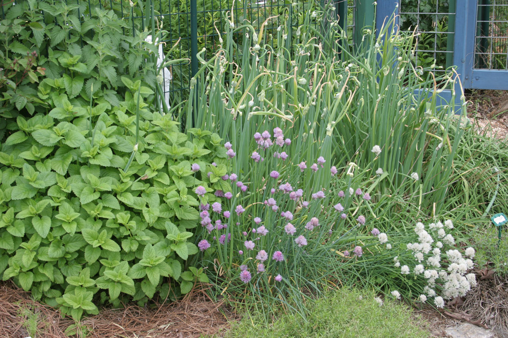 Lemon Balm. 5 Uses For This Easy To Grow Herb.