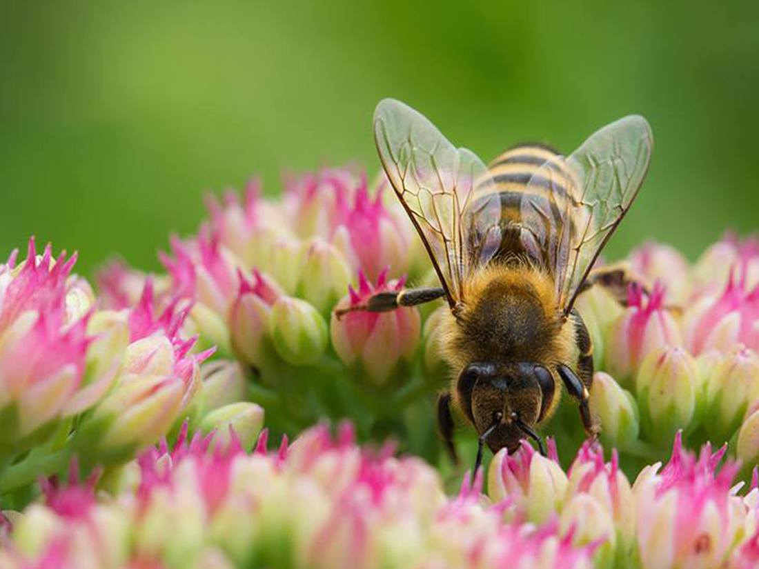 Create a Backyard Bee Haven