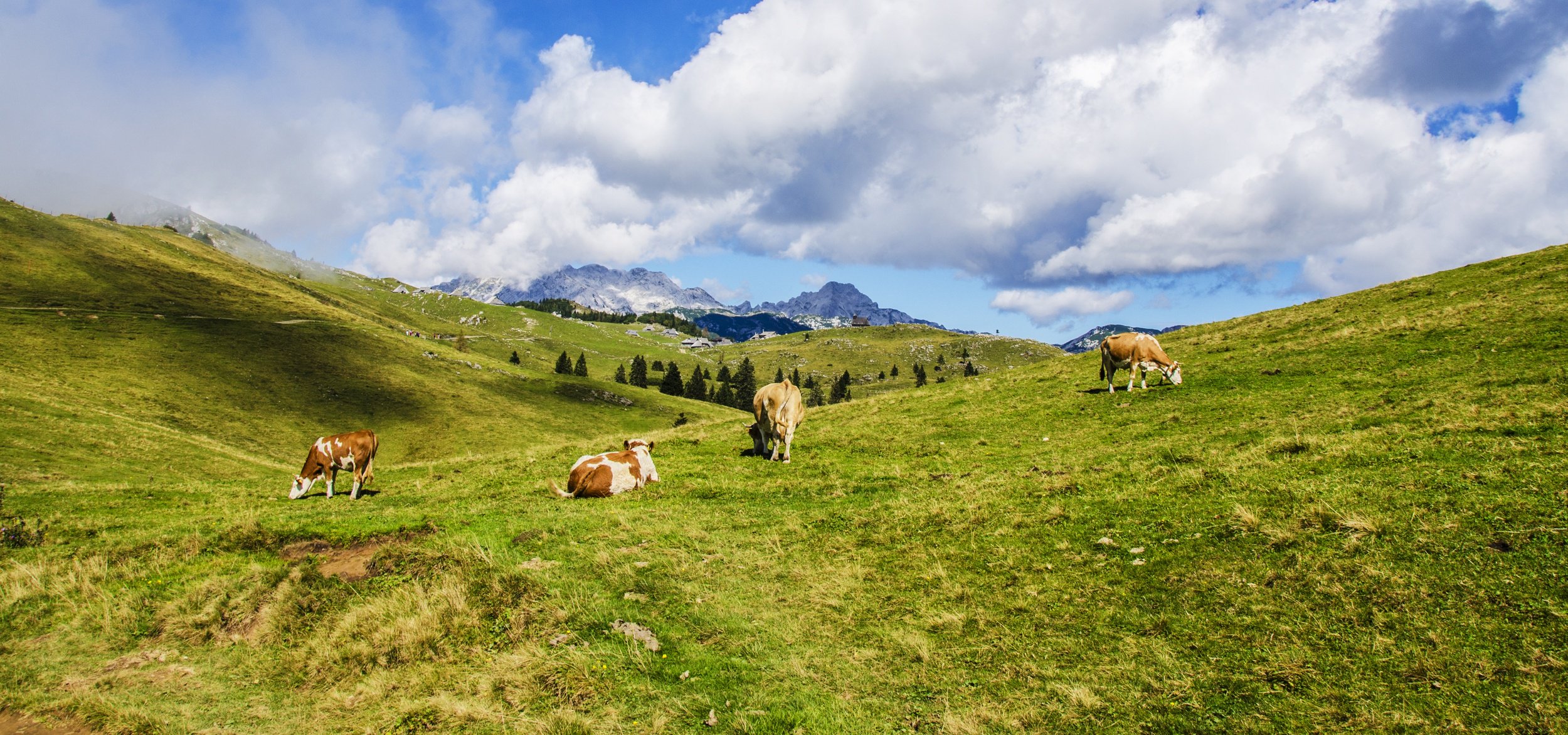 Grass-Fed Meat And Dairy: Better for Farmers, Animals, the Earth and Us