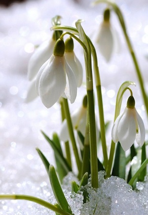 Herbs More than Simple Seasonings