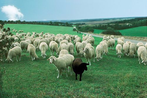 Herd Immunity: A clever marketing campaign