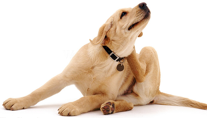 Non-Toxic Flea Prevention