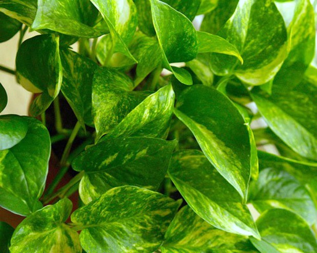 Purify Your Indoor Air