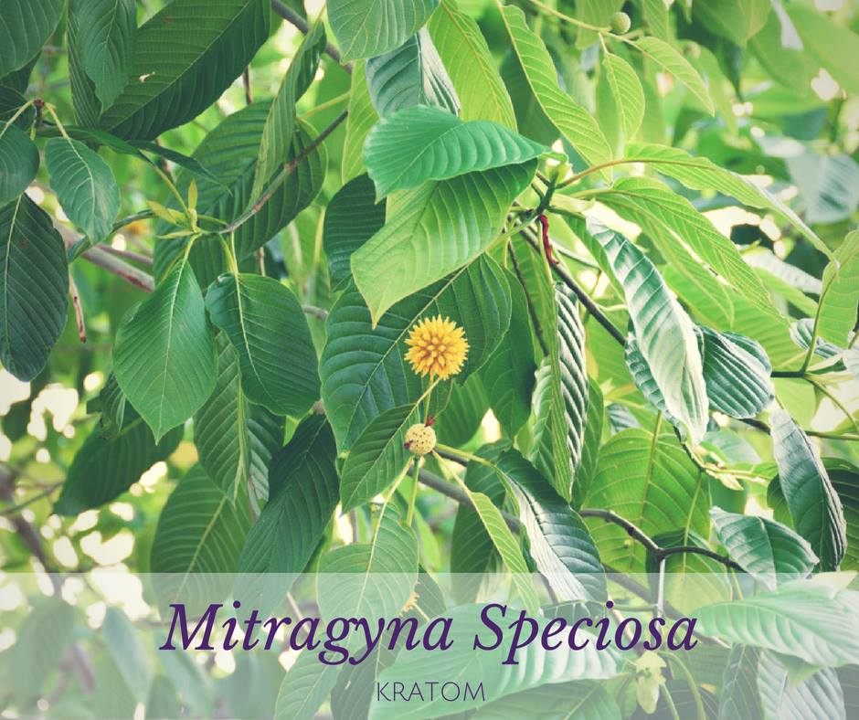 A Leaf of Faith learn more about this natural, miracle plant Kratom