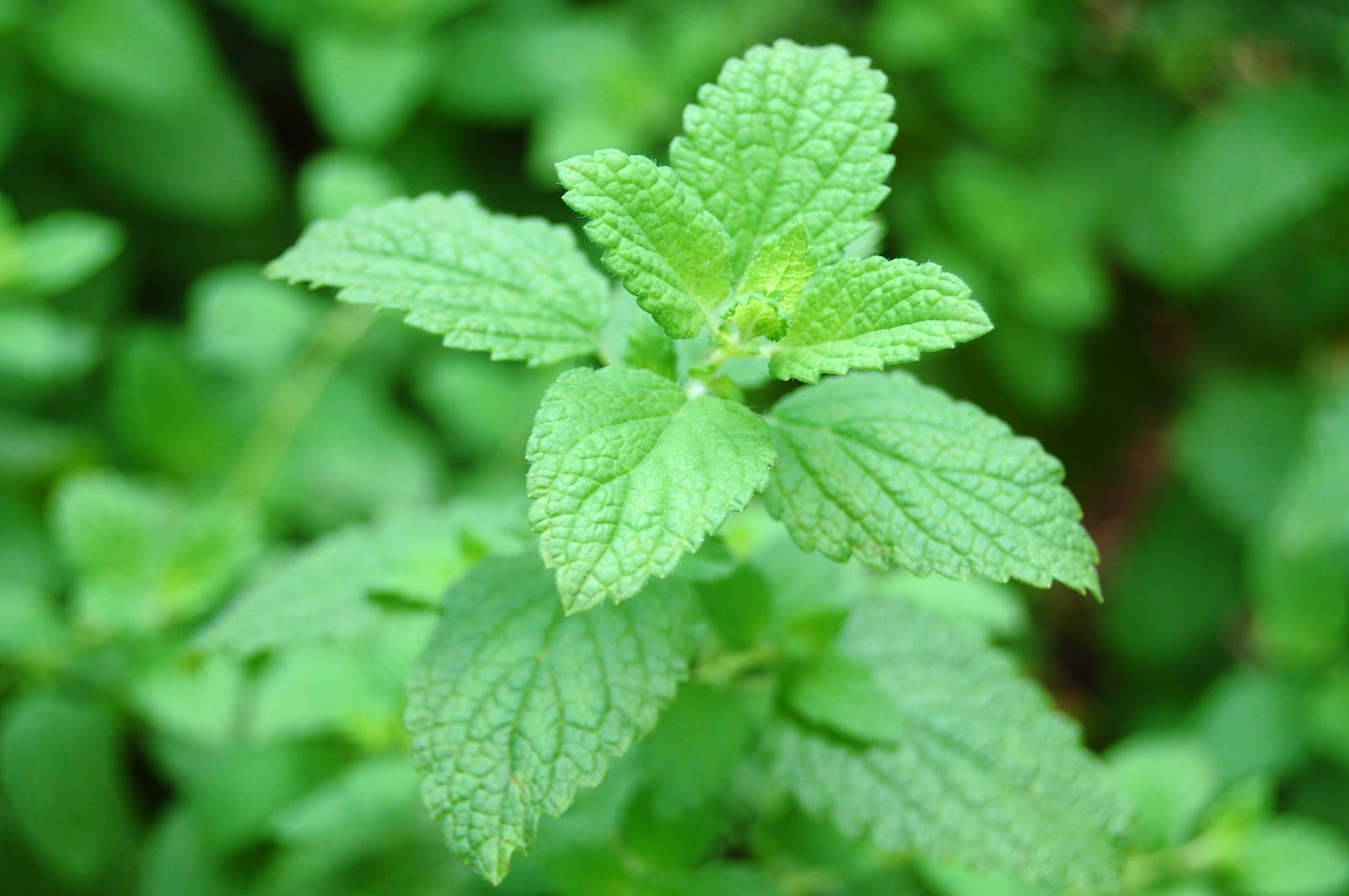 A New Favorite Herb: Lemon Balm