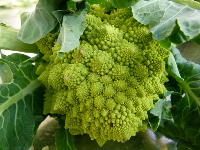 Romanesco