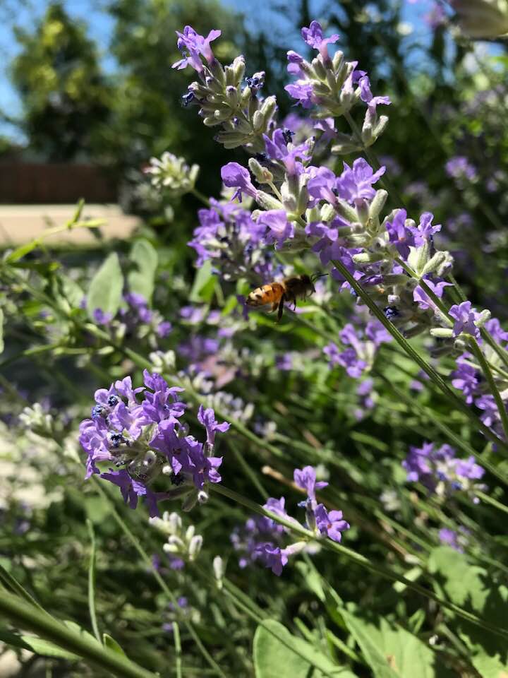 If You Have to Pick One Herb for Your Garden, Choose Lavender.
