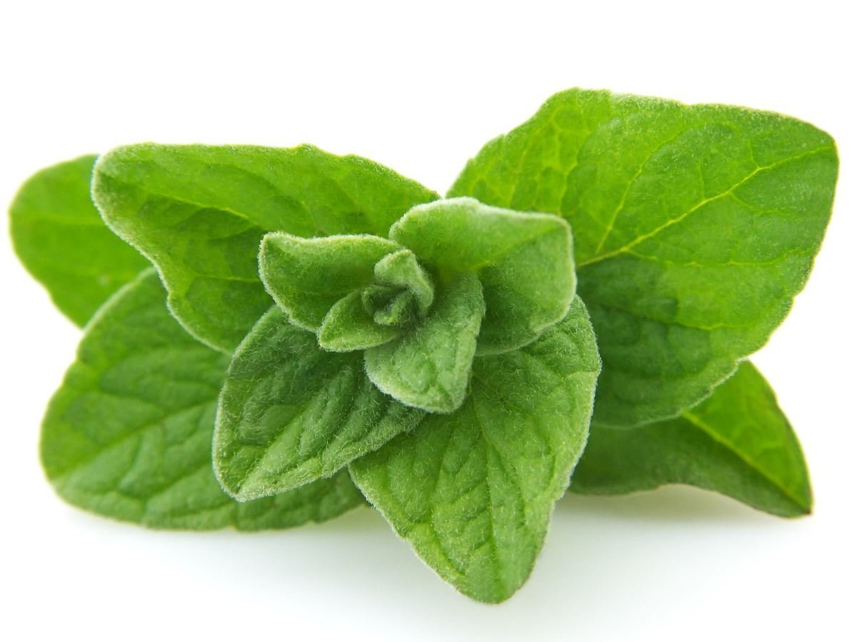 7 Wonderful Oregano Benefits