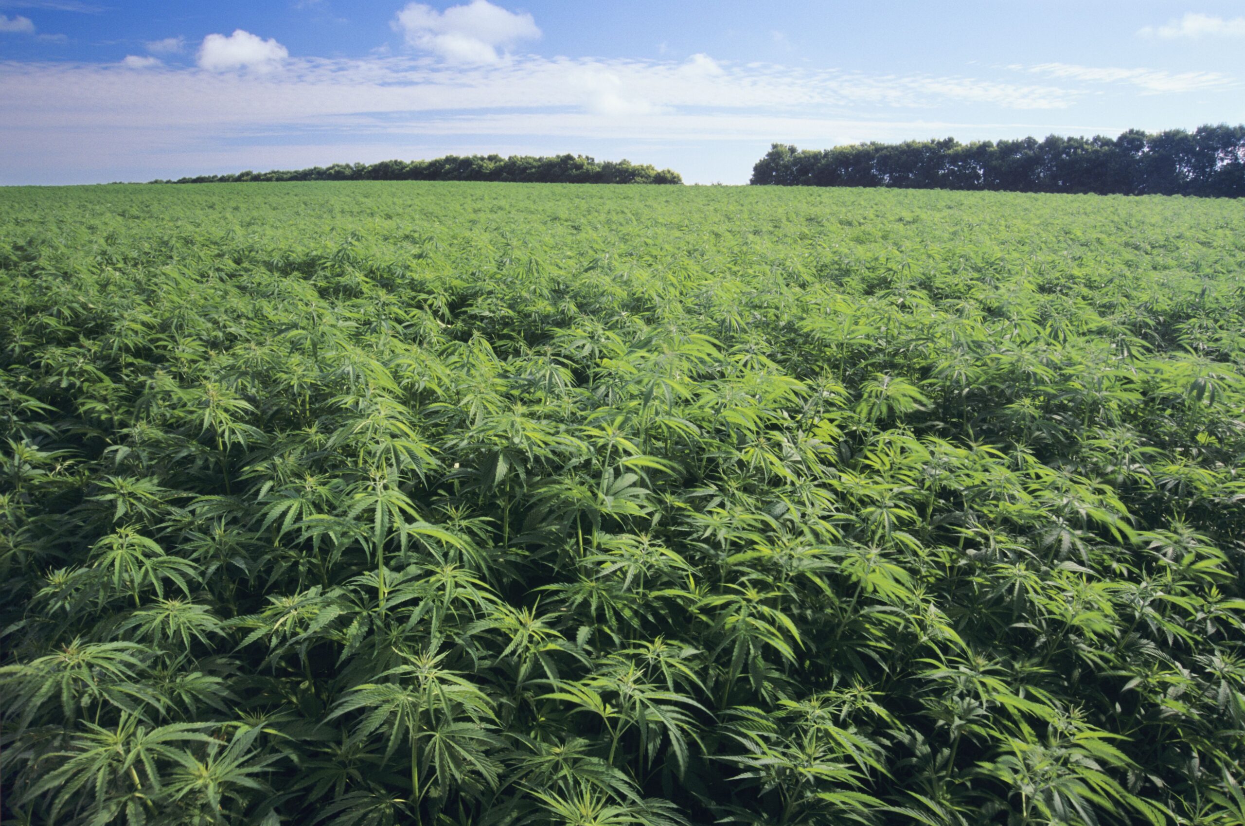 U.S. Senate Votes To Legalize Hemp Farming