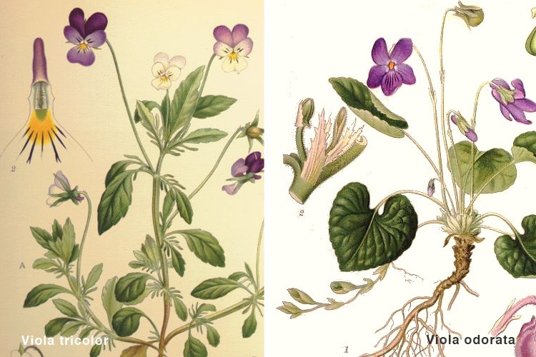 Learning About Herbs