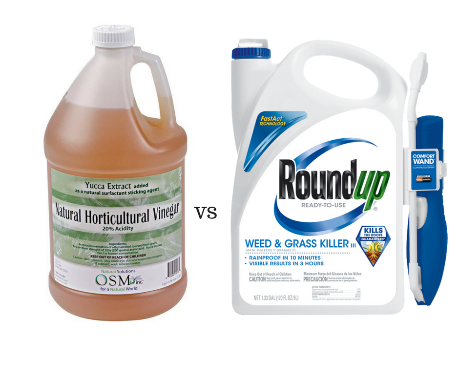 Ban Lifted For Sale of Natural Alternative To Toxic Round Up