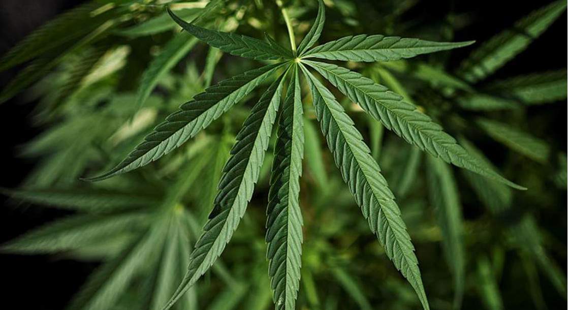 Is buying or selling CBD Oil LEGAL in Idaho? Idaho police say “NO”