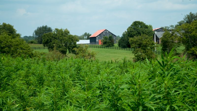 Farm Bill 2018 and its influence on CBD Market