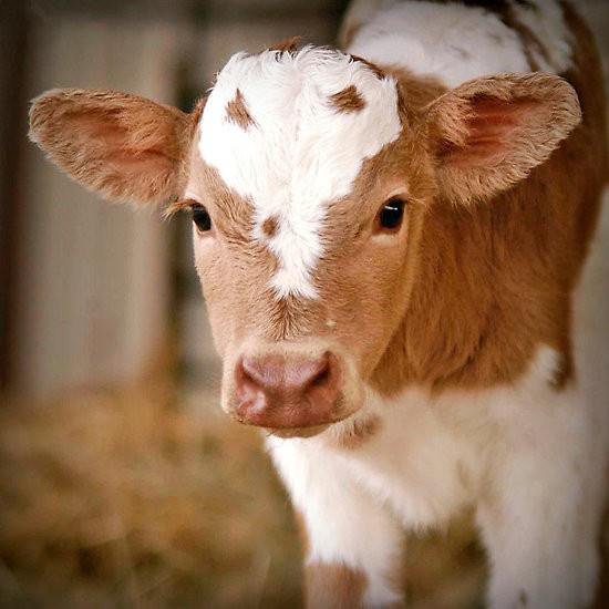 Fetal Bovine Serum: Why Vaccines are Not Vegan