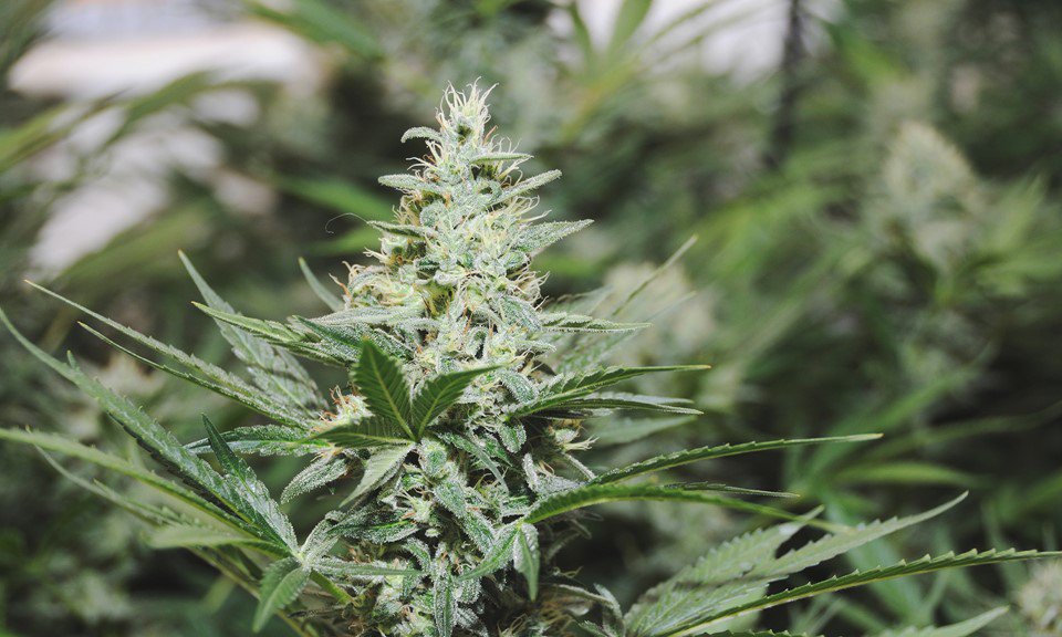 A Plant Can Do This? Why is it illegal?