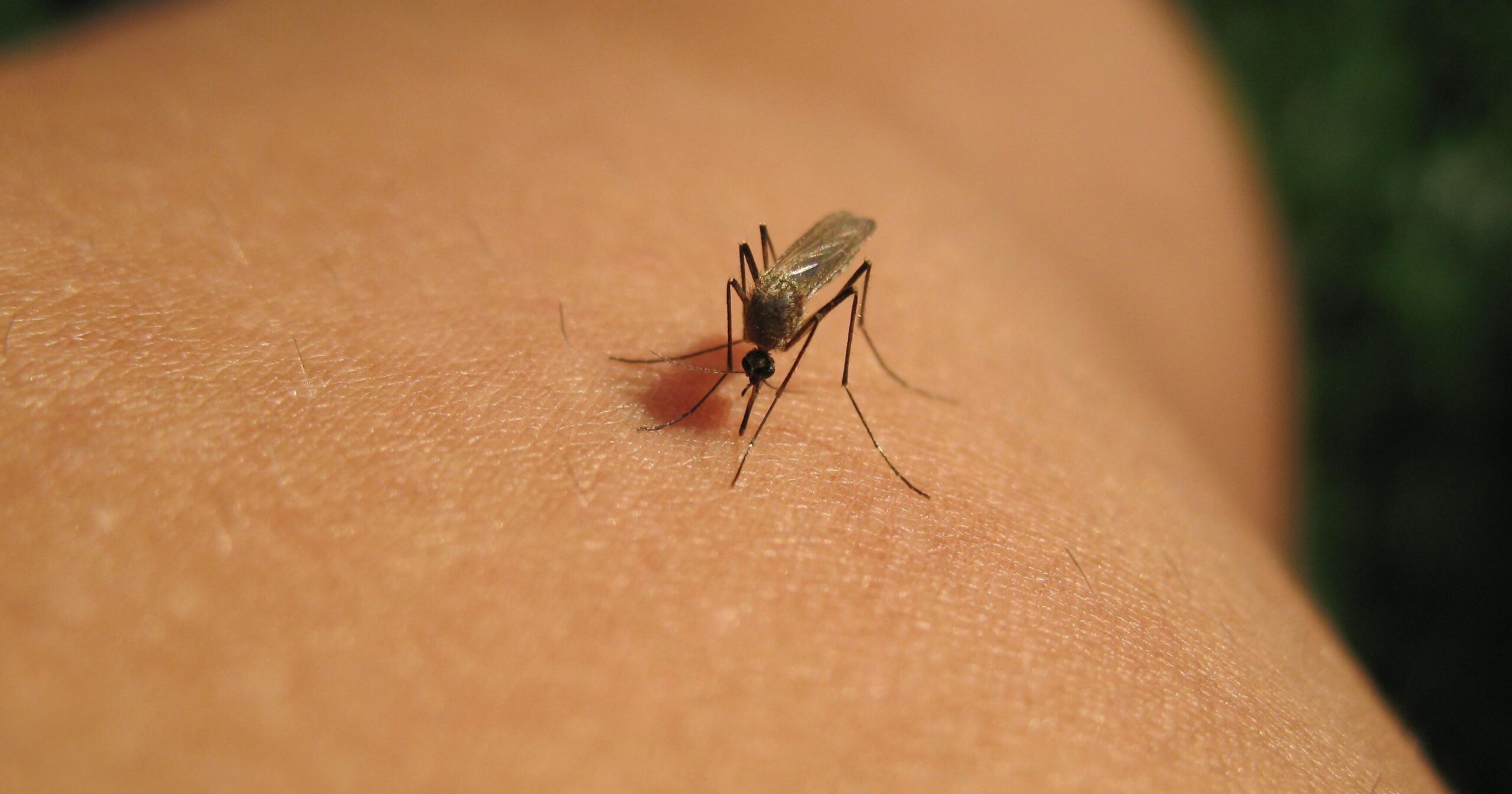 I Got West Nile Virus. It Was Like a Case of The Flu.