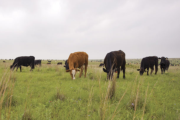 Help Make a Difference in Health and the Ecology By Supporting Holistic Land Management