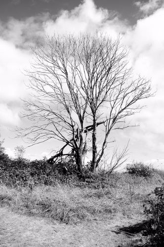 Tree-killing herbicide pulled from market