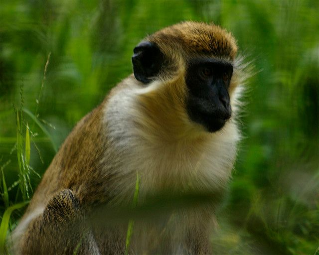 Fast Tracked EBOLA VACCINE Contaminated with Cancer Causing Monkey Cells