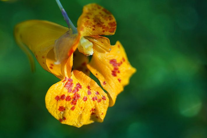 home remedies for summer