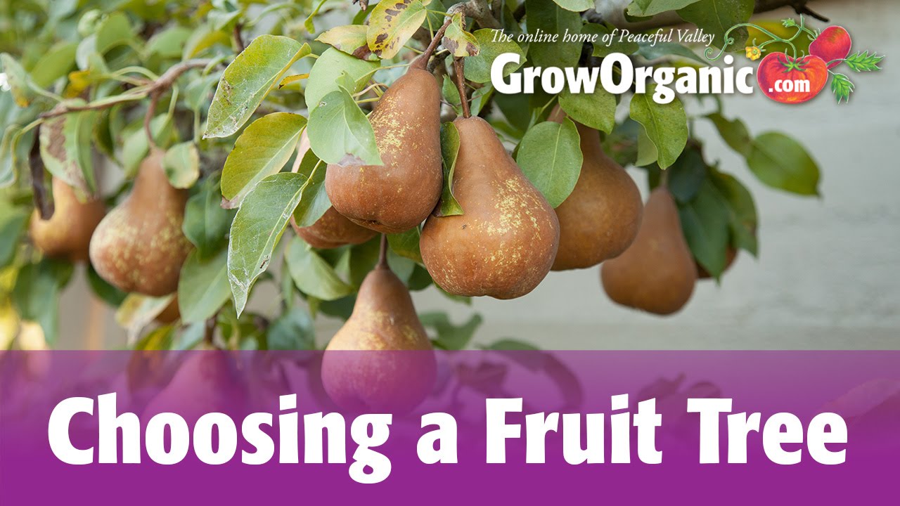 Dreaming of fruit in the dead of winter