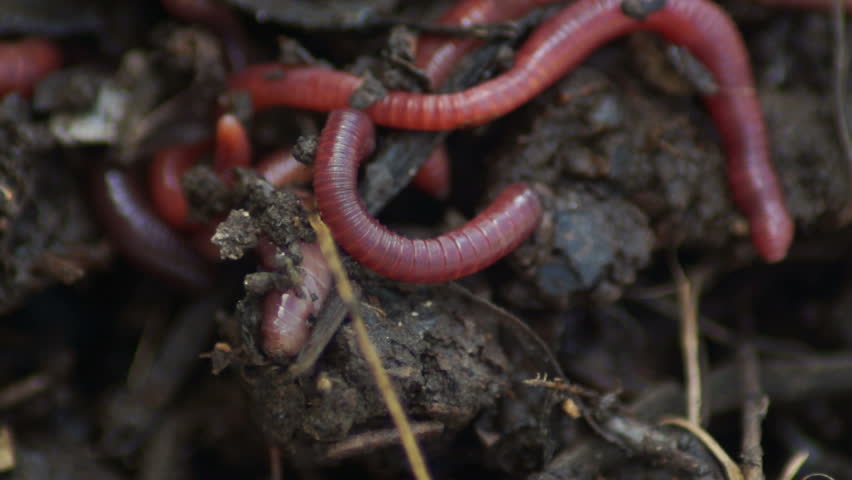 Parasites. Don’t Feed The Worms.